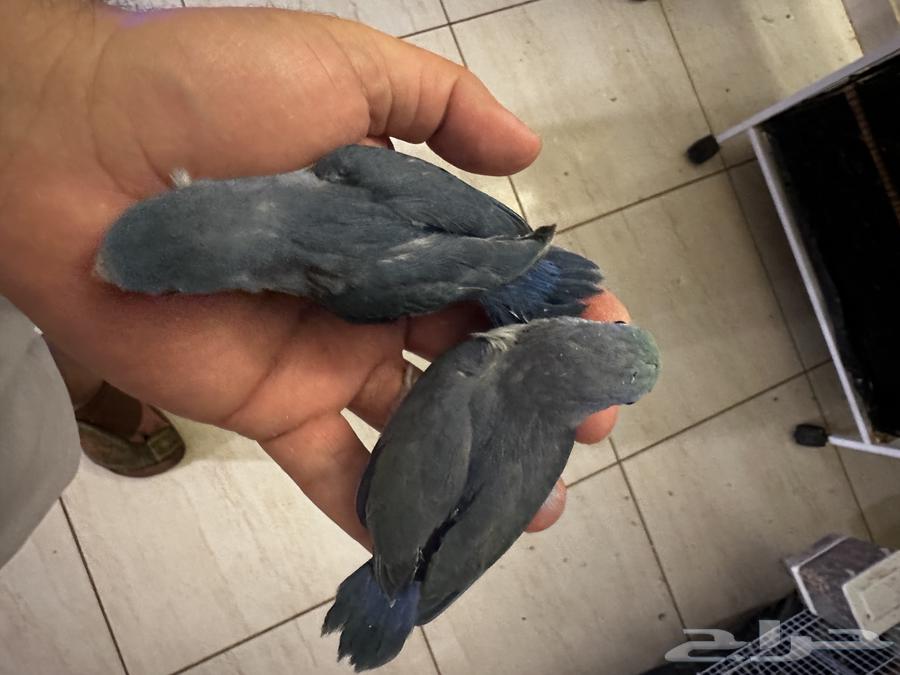 للبيع مني روز فراخه واجواز64567114997762111