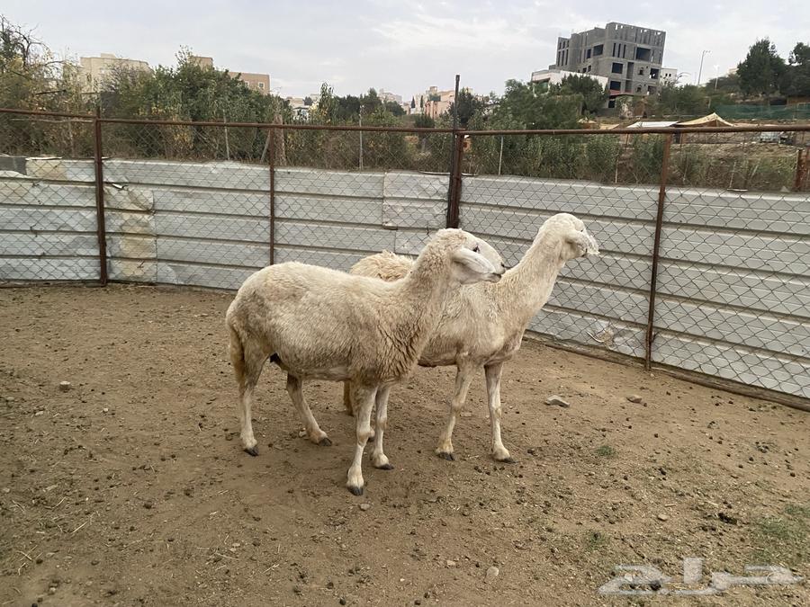 ضان للبيع64570860011393111