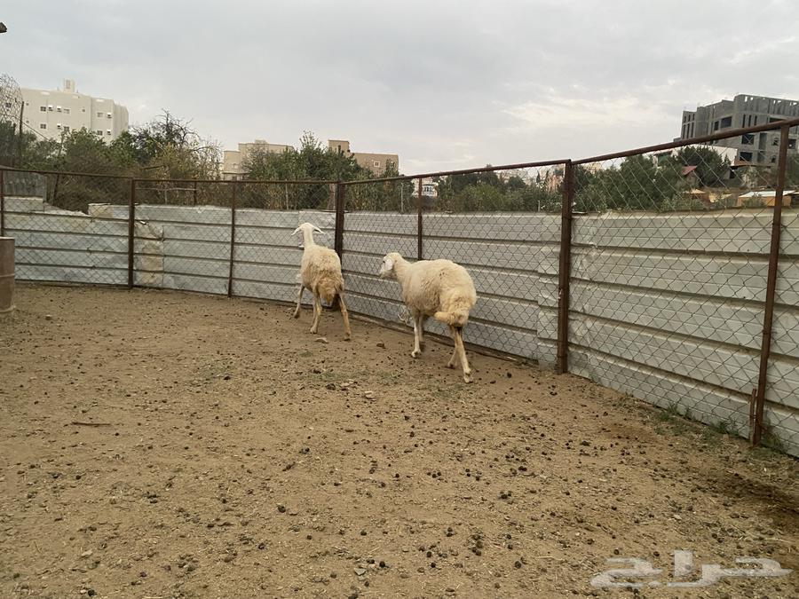 ضان للبيع64570860011393114