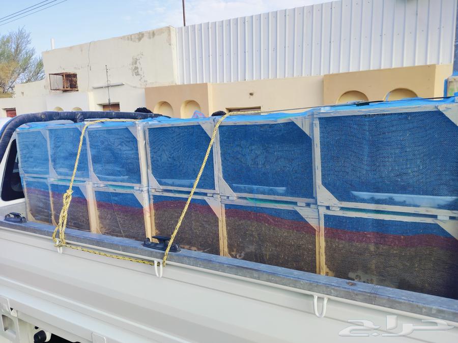 متوفر نحل بفضل الله يوميا64564615525249110