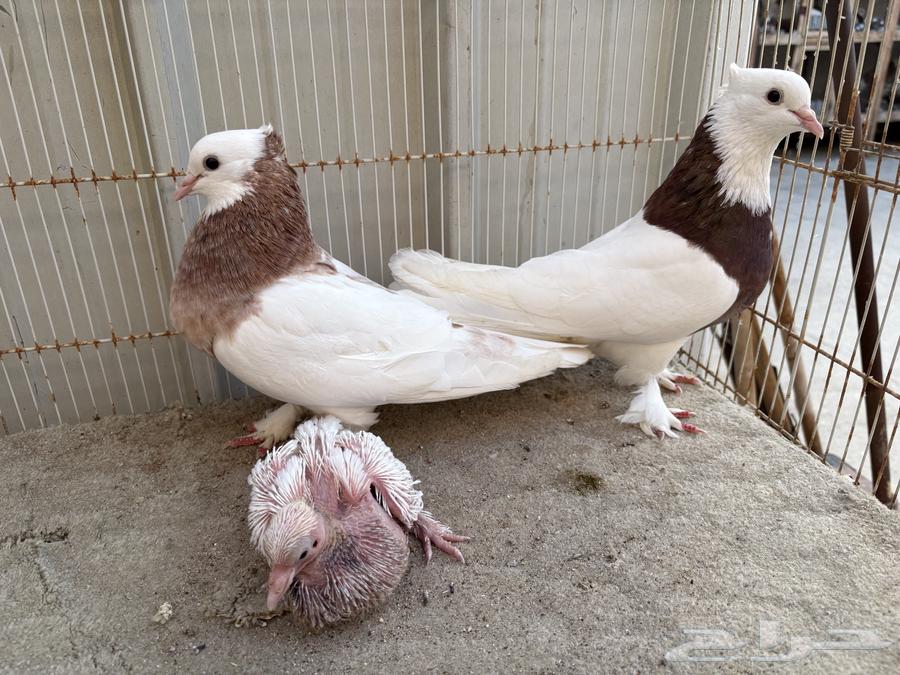 ايراني مطوق بانتاجه64568523432962111