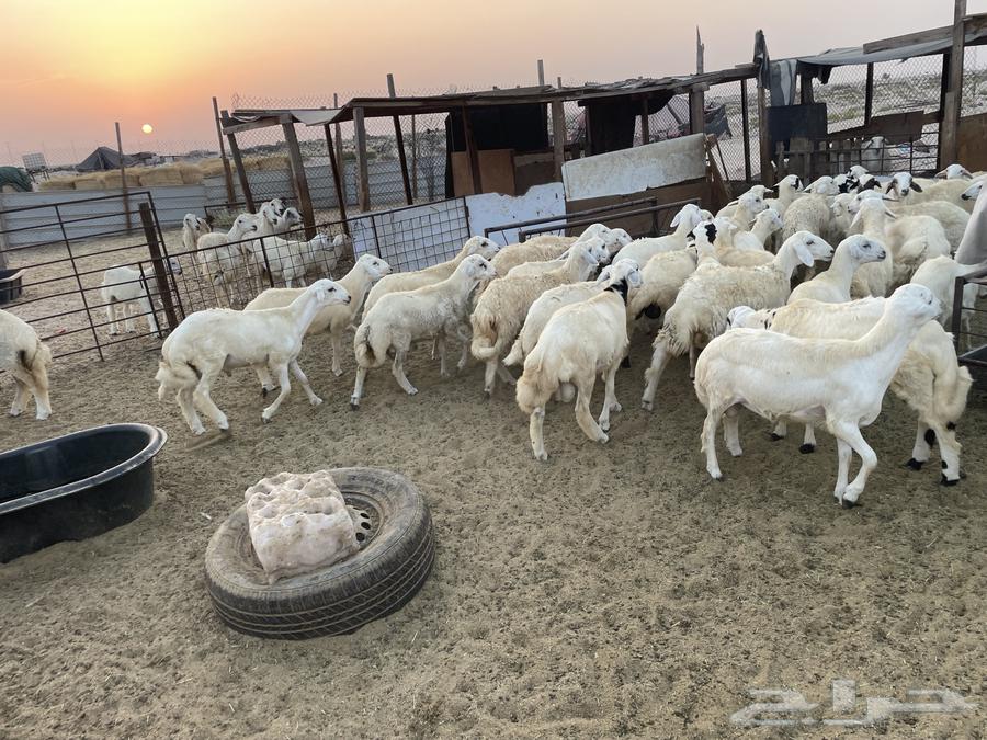 ذبايح للبيع الدمام الضاحيه السعر من 1400 الى 155064570421700225111