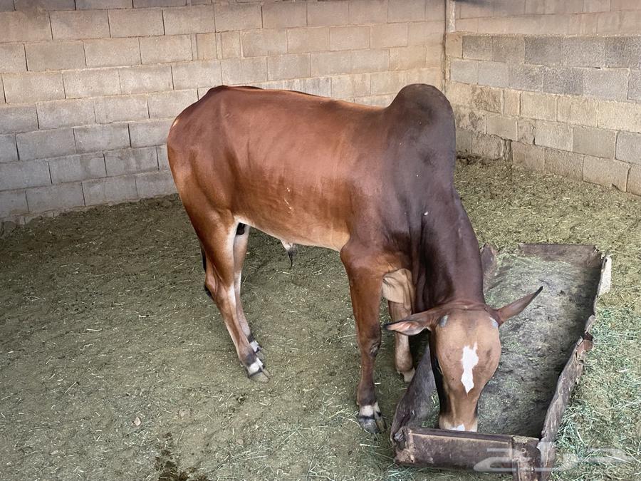 ثور بلدي بعمر سنتين64568454153474111