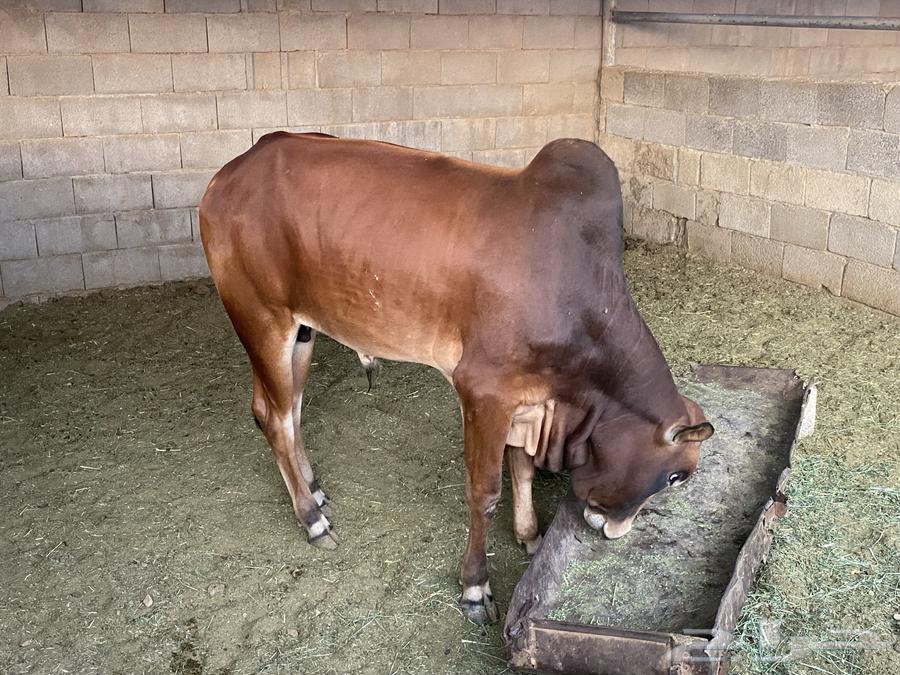 ثور بلدي بعمر سنتين64568454153474110