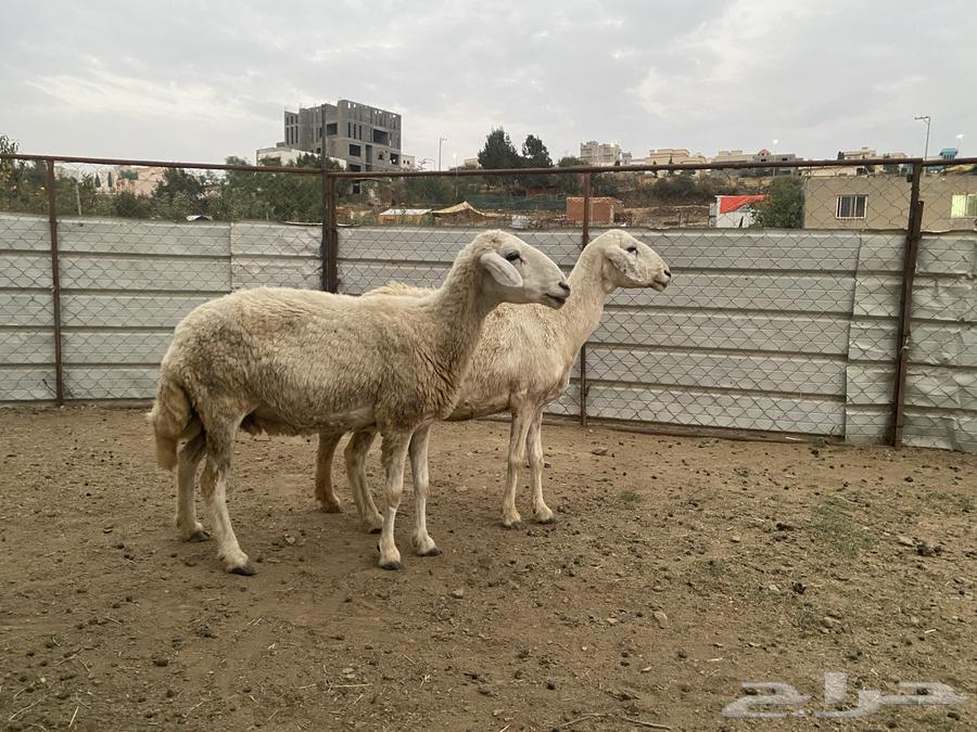 ضان للبيع64570860011393112