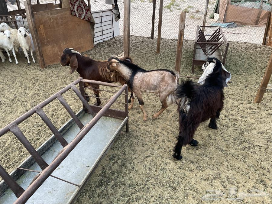 ذبايح للبيع الدمام الضاحيه السعر من 1400 الى 155064570421700225112