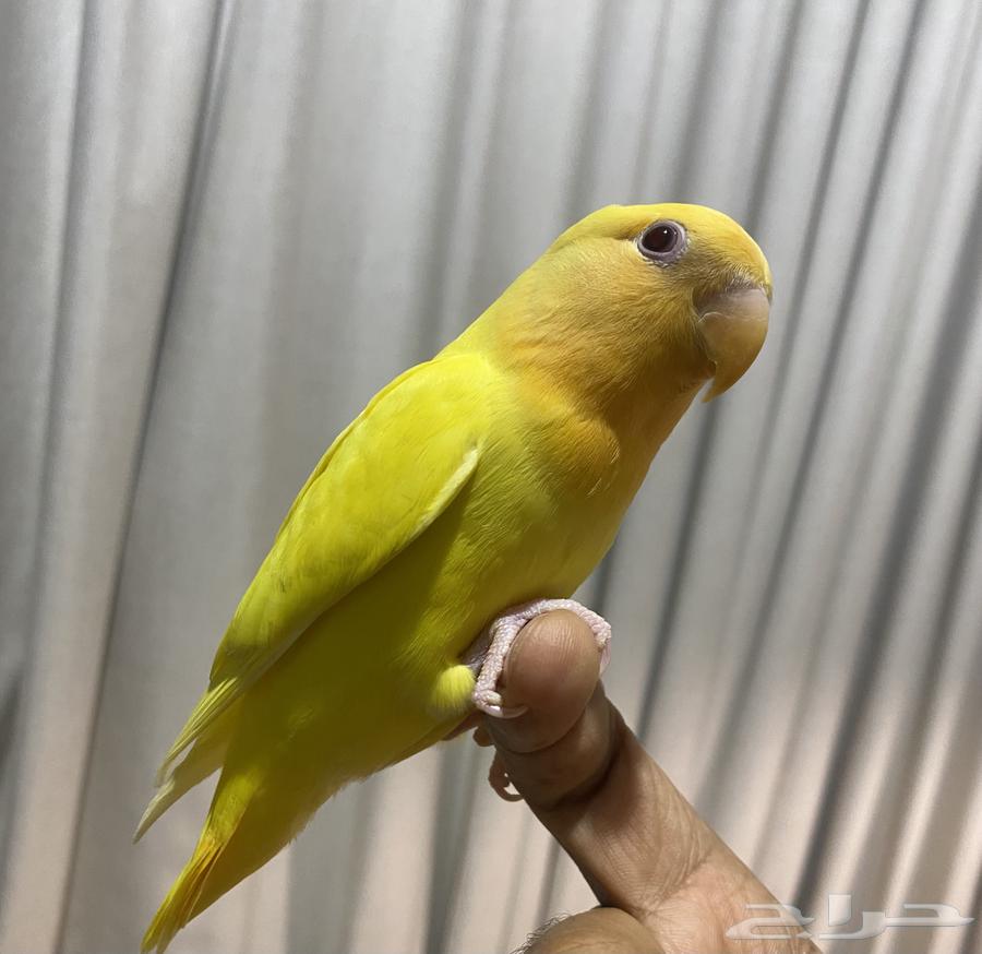 طير روز اليف وهدد ( تم البيع )64569916761859111