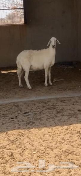 شاه حريه دافع لها3ونص فحص سونار64565382079105110