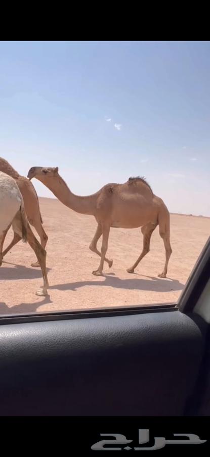 للبيع ضريبه حمرا كفووو64569889454466110