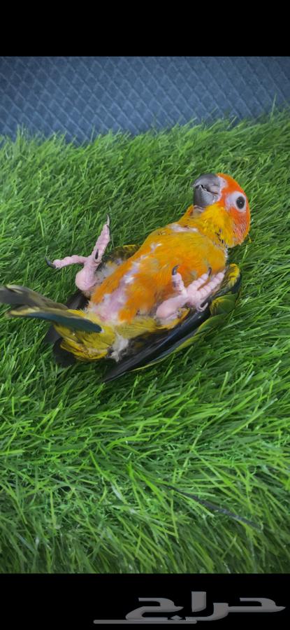 فرخ صن كنيور ( تم البيع )64570380428675111