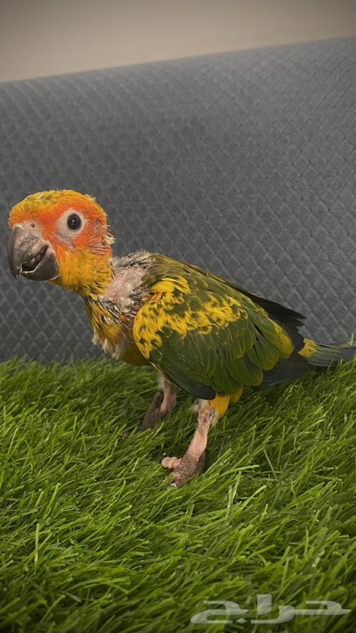 فرخ صن كنيور ( تم البيع )64570380428675110