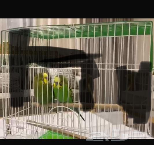 طيور البادجي السعر 170 مع قفص64563785192067111