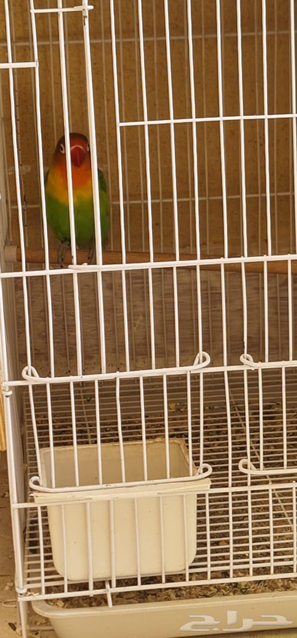 طير فيشر غير محدد الجنس صحة ونشاط وحيويه64566451592067111