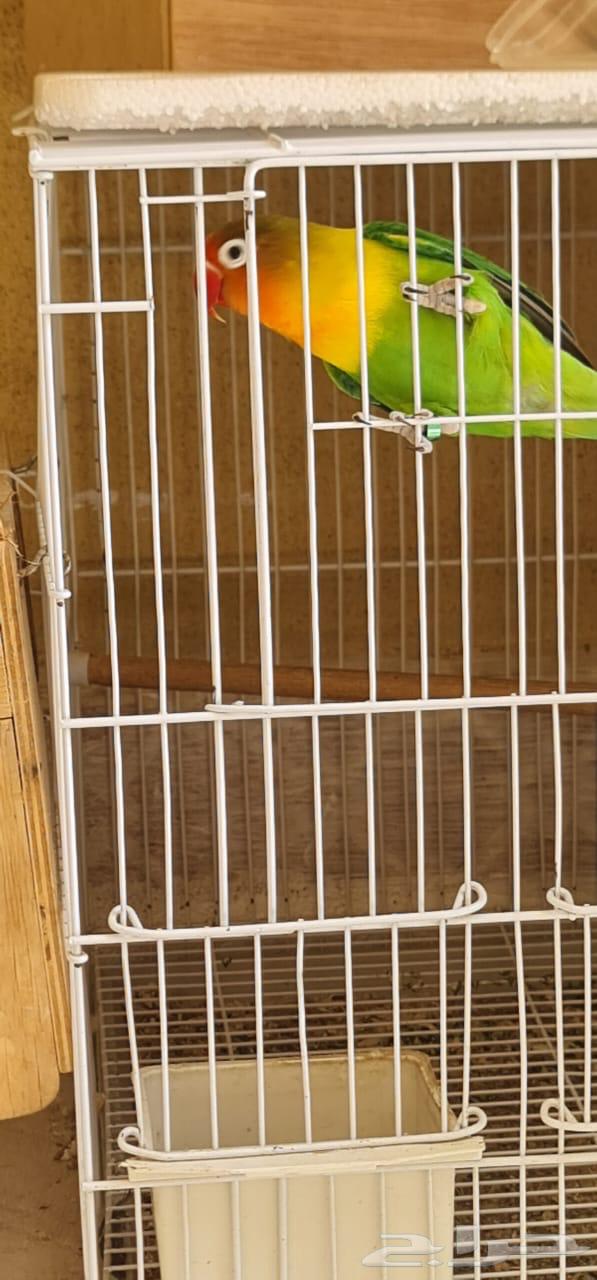 طير فيشر غير محدد الجنس صحة ونشاط وحيويه64566451592067112