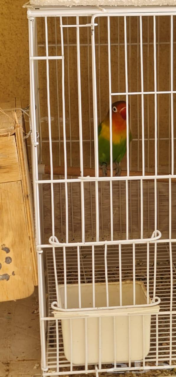 طير فيشر غير محدد الجنس صحة ونشاط وحيويه64566451592067114