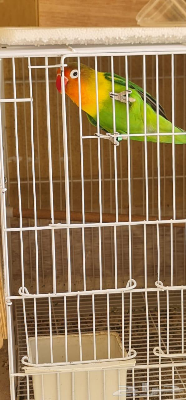 طير فيشر غير محدد الجنس صحة ونشاط وحيويه64566451592067110