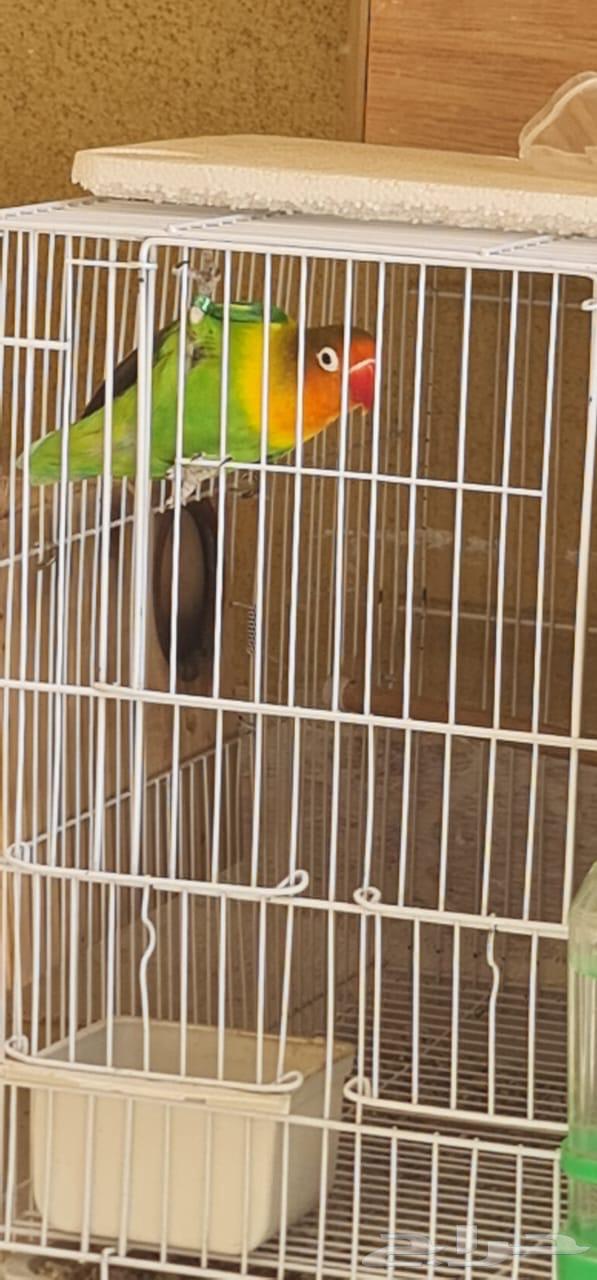 طير فيشر غير محدد الجنس صحة ونشاط وحيويه64566451592067113