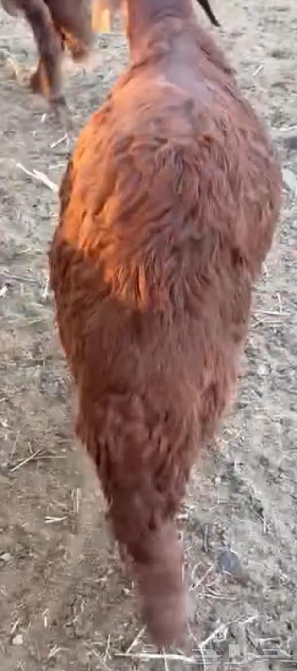 طلي سواكني تربية64559182458626110