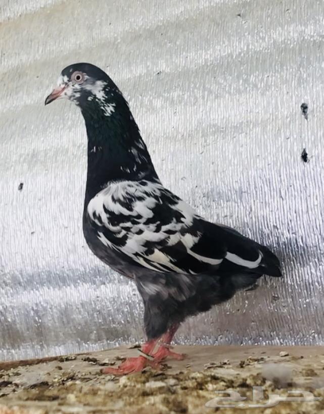 تم البيع أنثى تيدي شينا أساس منتجه64565633572098111