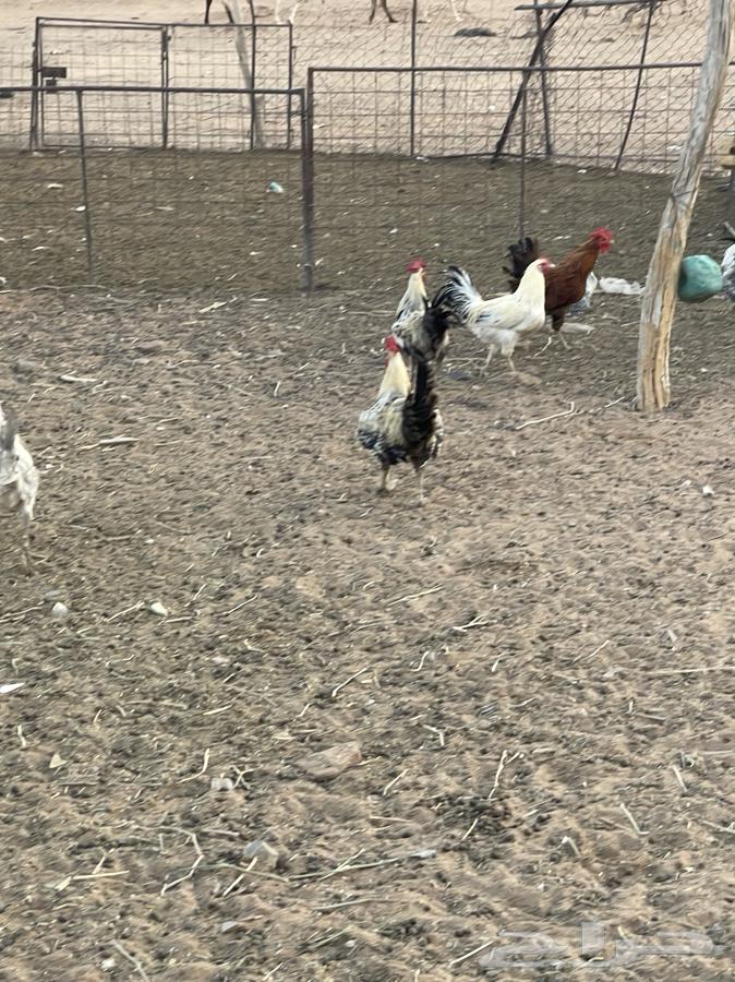 لبيع ديكه64564143399809111