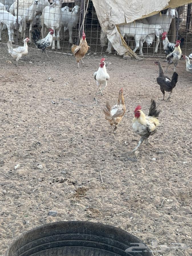 لبيع ديكه64564143399809110