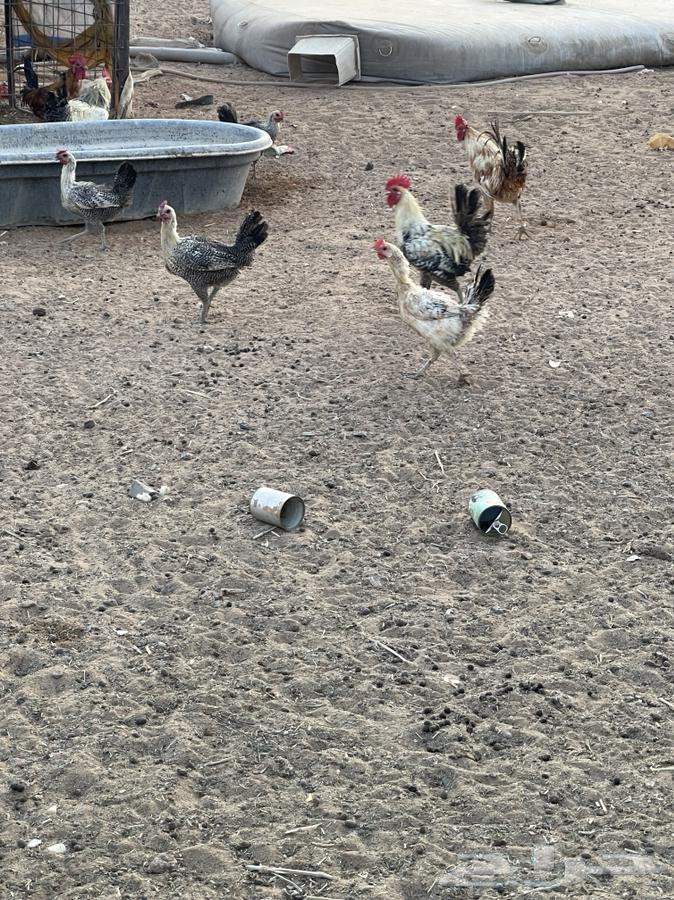 لبيع ديكه64564143399809114