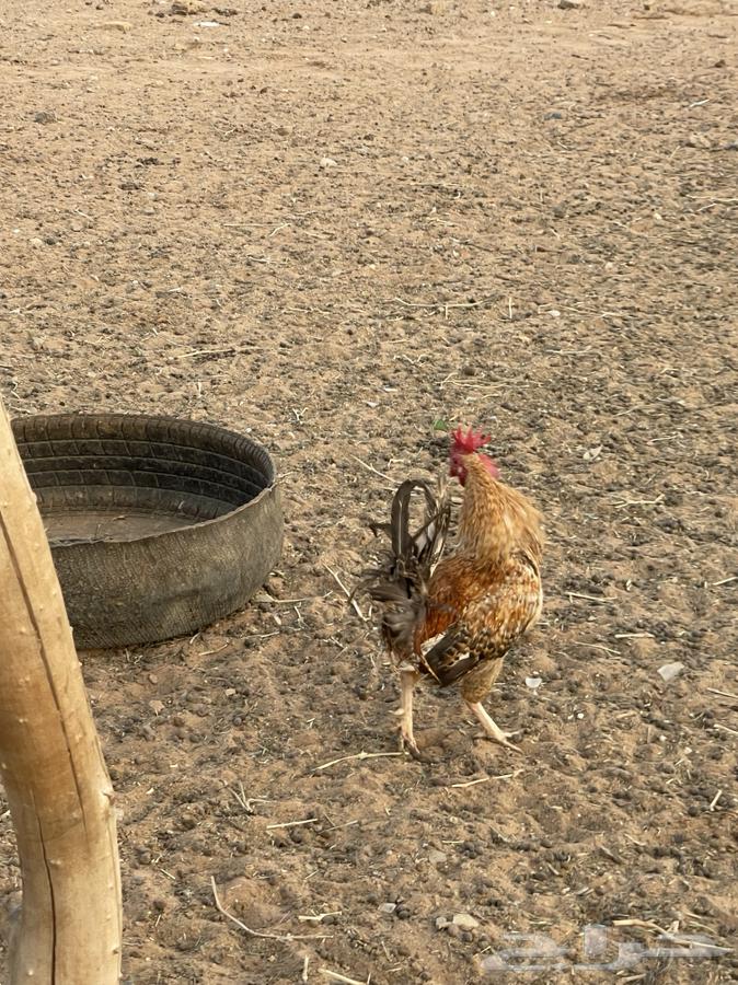 لبيع ديكه64564143399809113