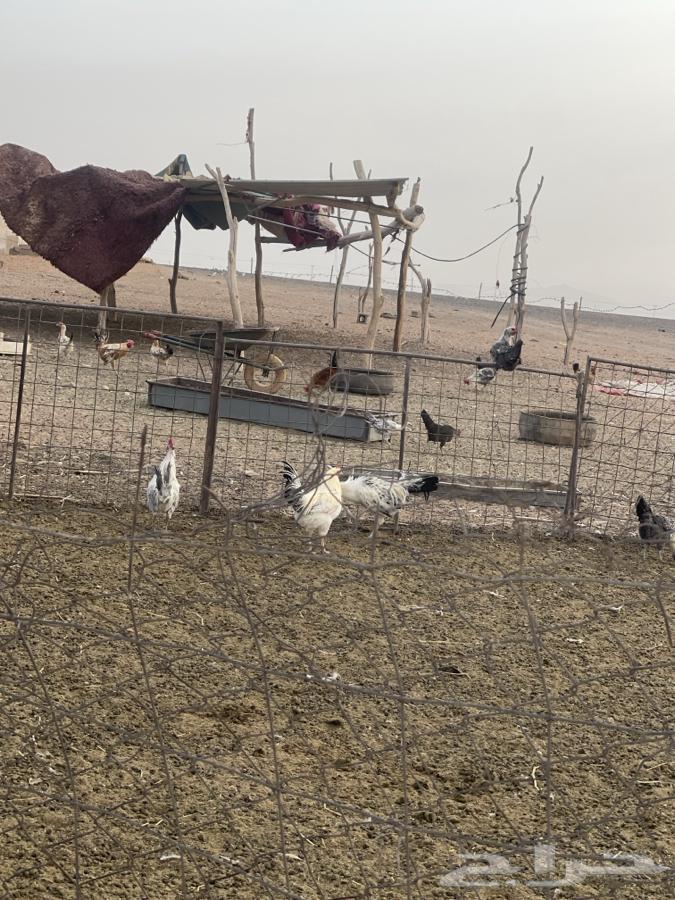 لبيع ديكه64564143399809112