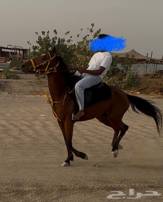 فرس مدرسة للبيع64562866840449114
