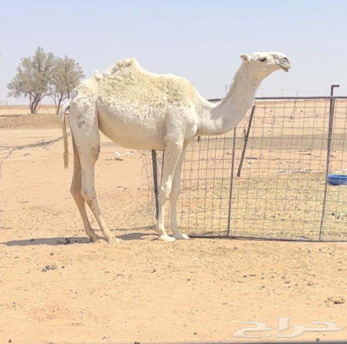 Bakar Wadah Kafuw64565591567618110