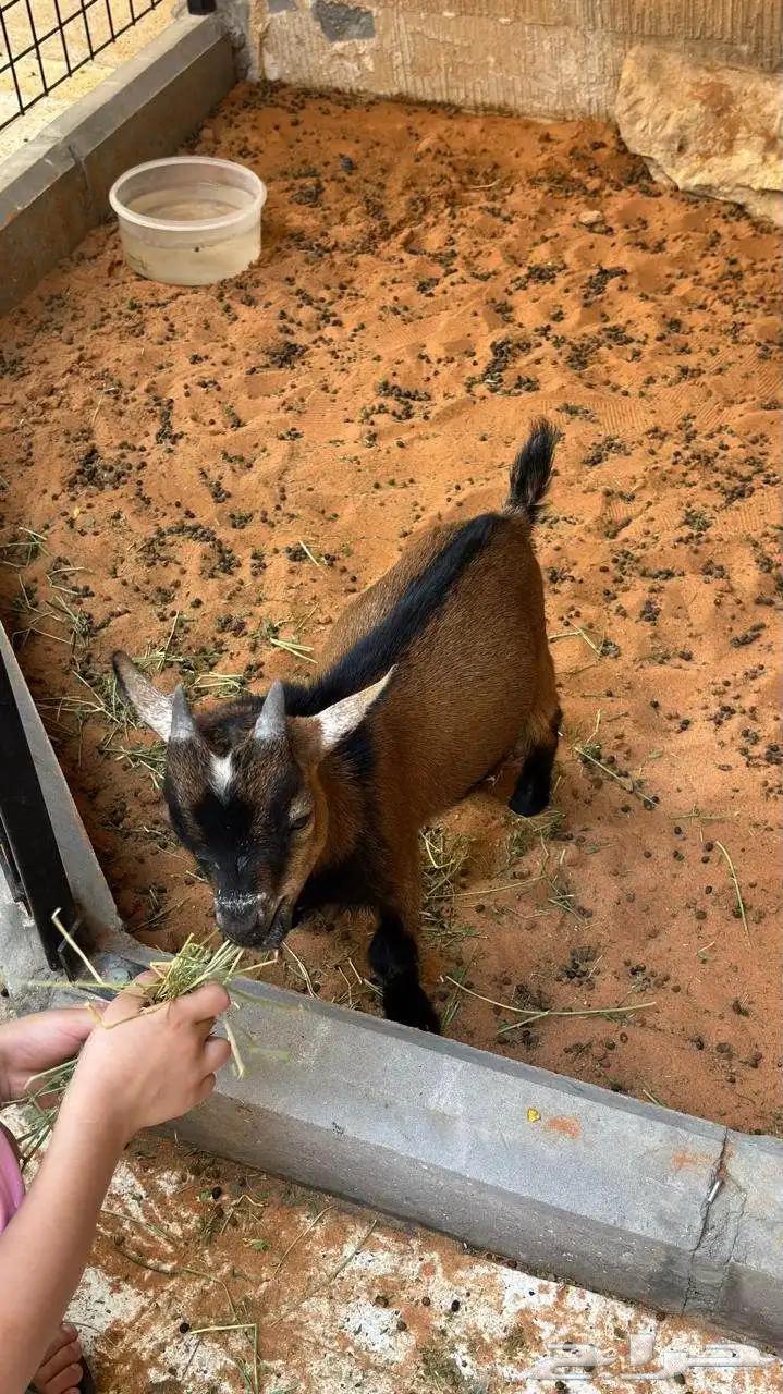 Four-month-old dwarf goat64570299001473111