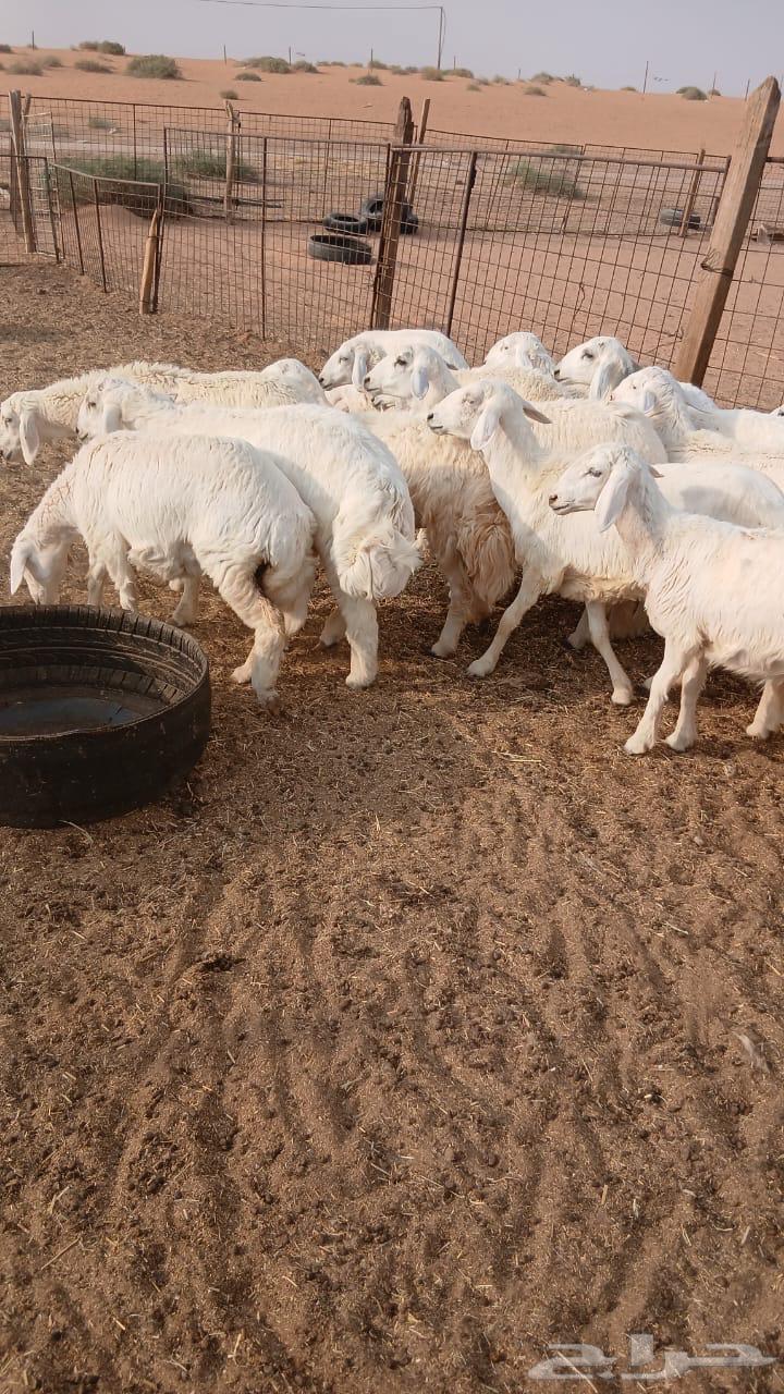 بهم حري64569644285442111