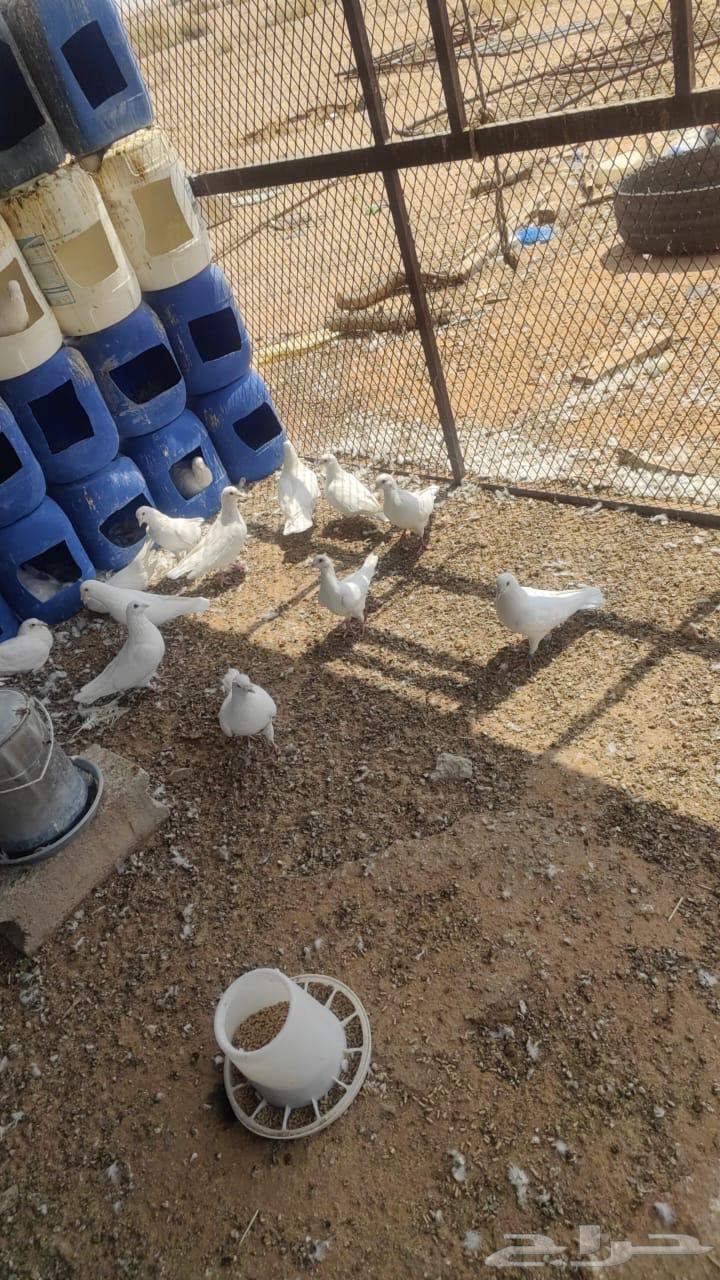 حمام فرنسي للبيع64565716819585111