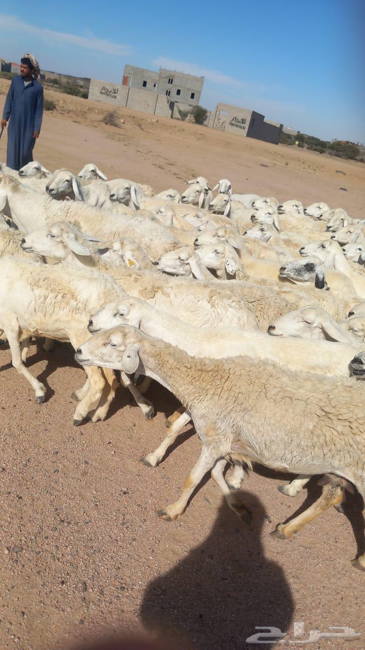 Harth Marah Sheep64529376972418110