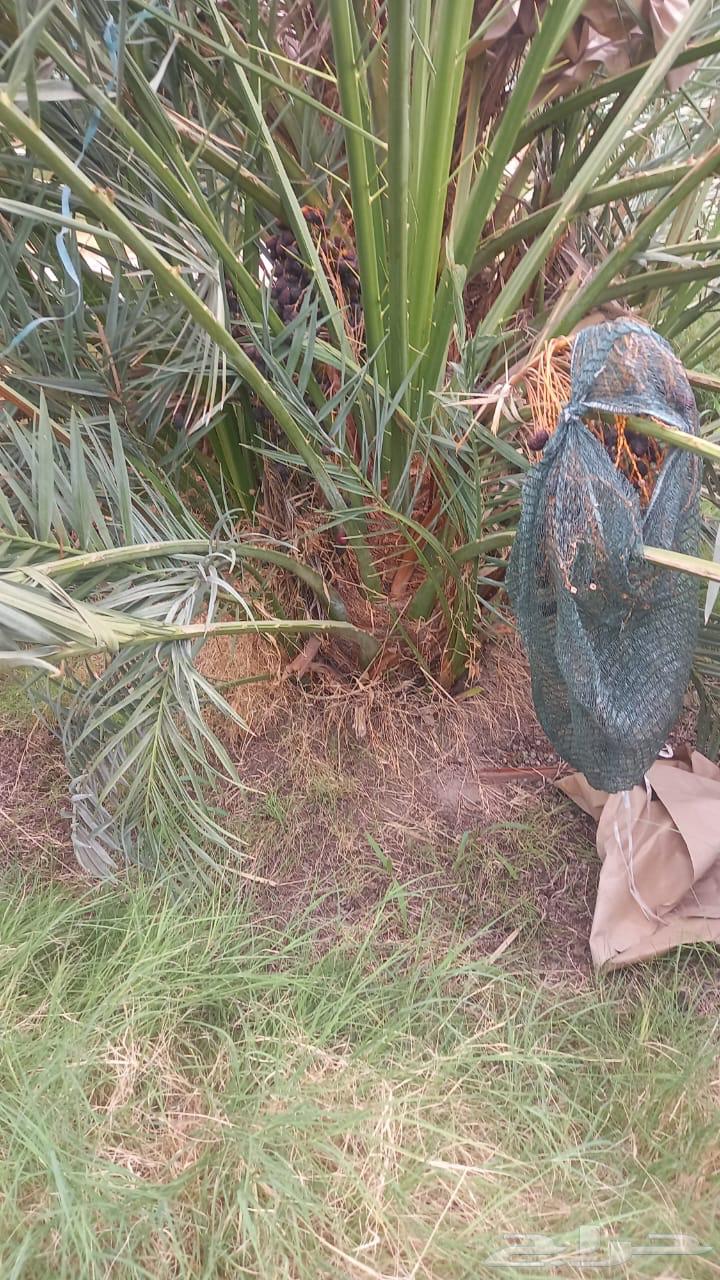 صنو عجوى للبيع64569712679298110