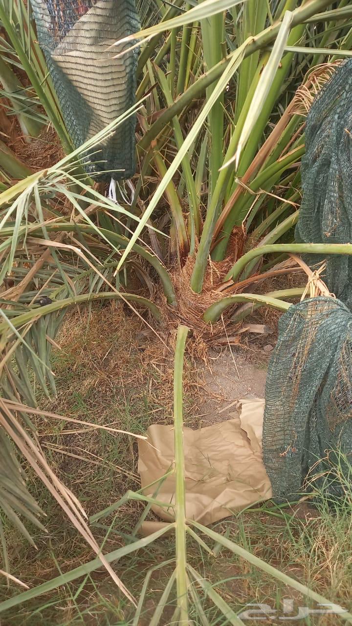 صنو عجوى للبيع64569712679298111