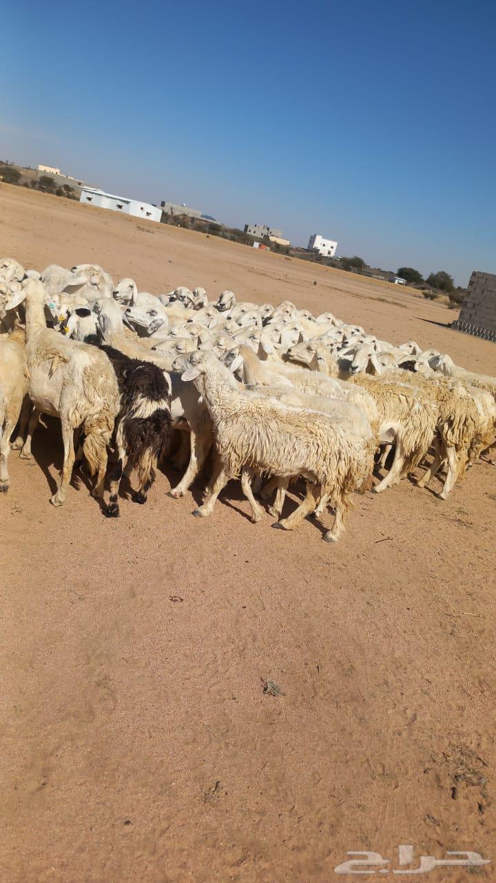 Harth Marah Sheep64529376972418114