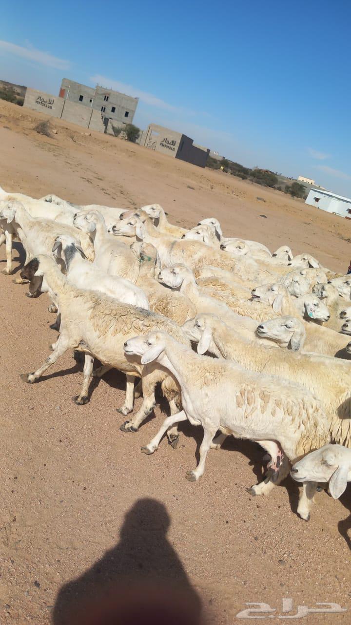 Harth Marah Sheep64529376972418111