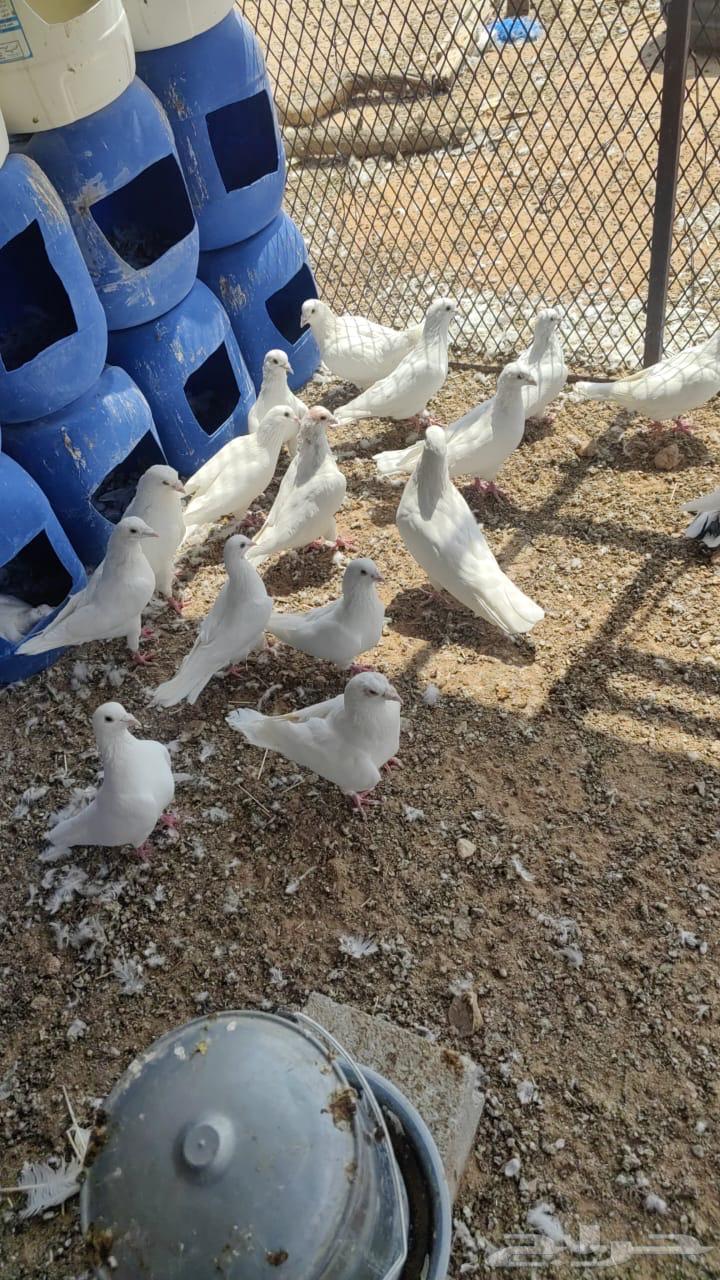 حمام فرنسي للبيع64565716819585112