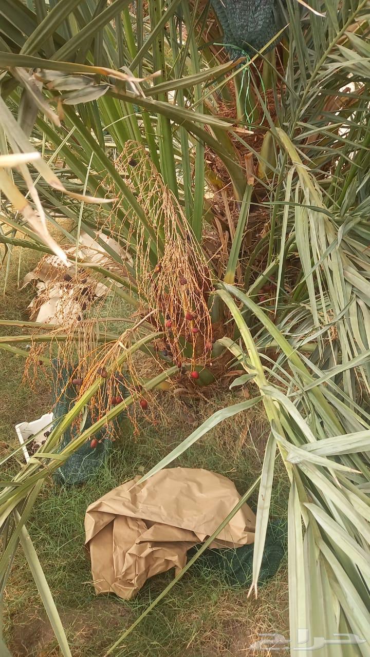 صنو عجوى للبيع64569712679298112