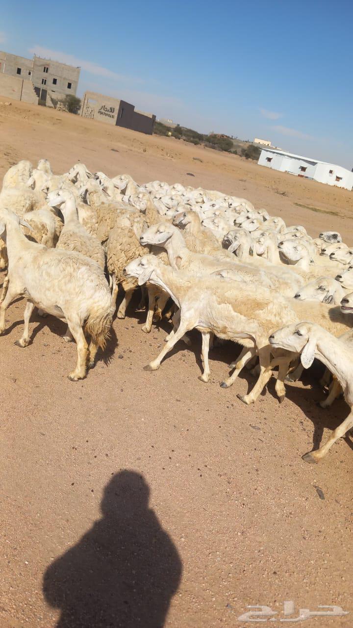 Harth Marah Sheep64529376972418112