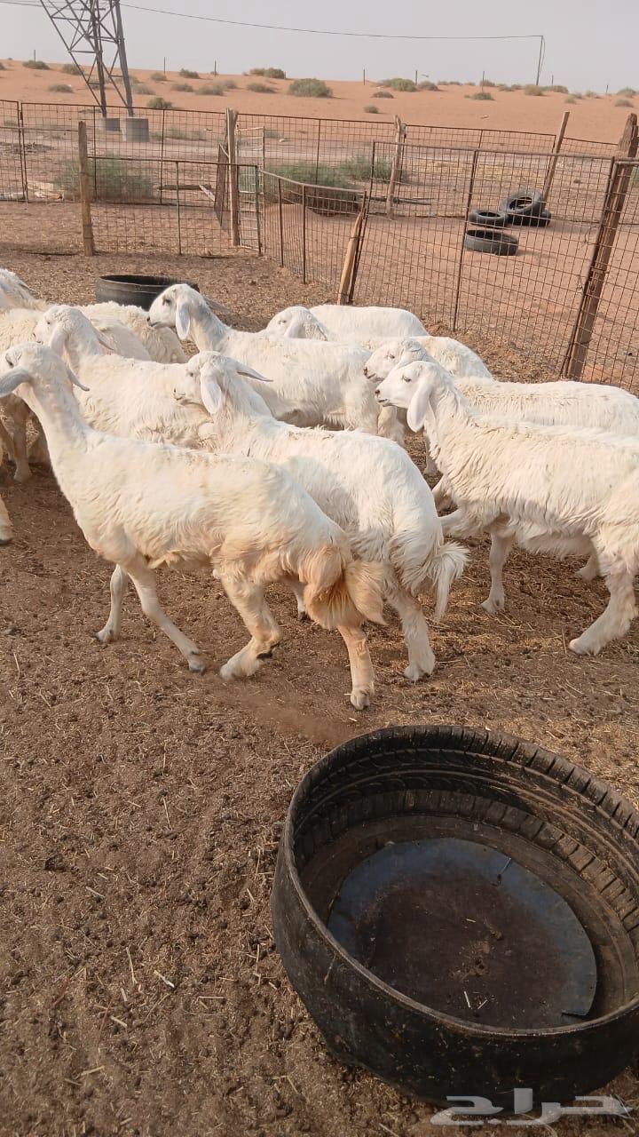 بهم حري64569644285442110