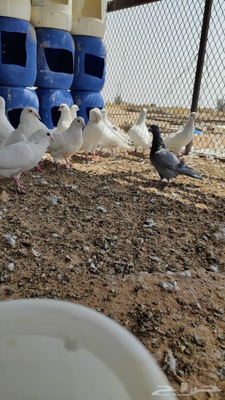 حمام فرنسي للبيع64565716819585114