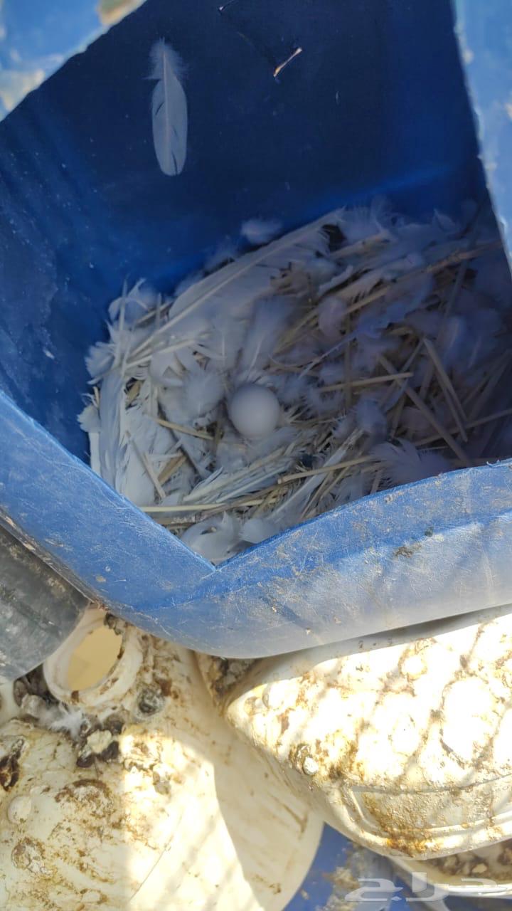 حمام فرنسي للبيع64565716819585110