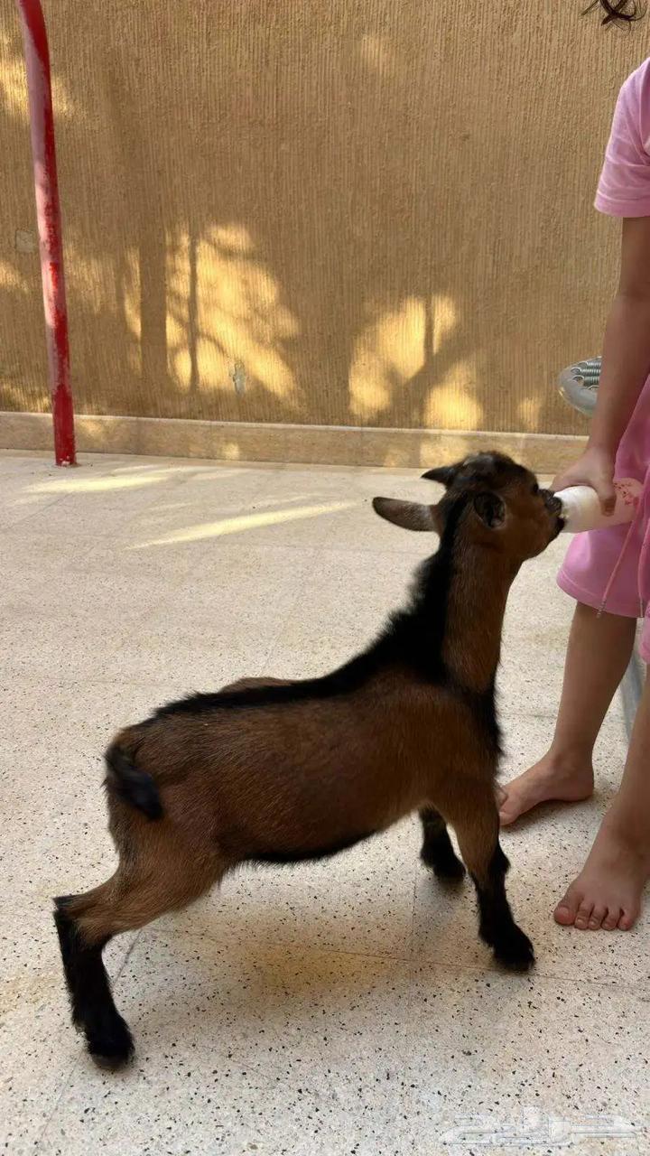 Four-month-old dwarf goat64570299001473110