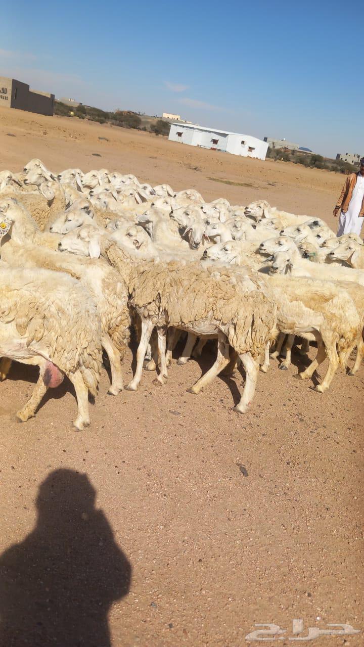 Harth Marah Sheep64529376972418113