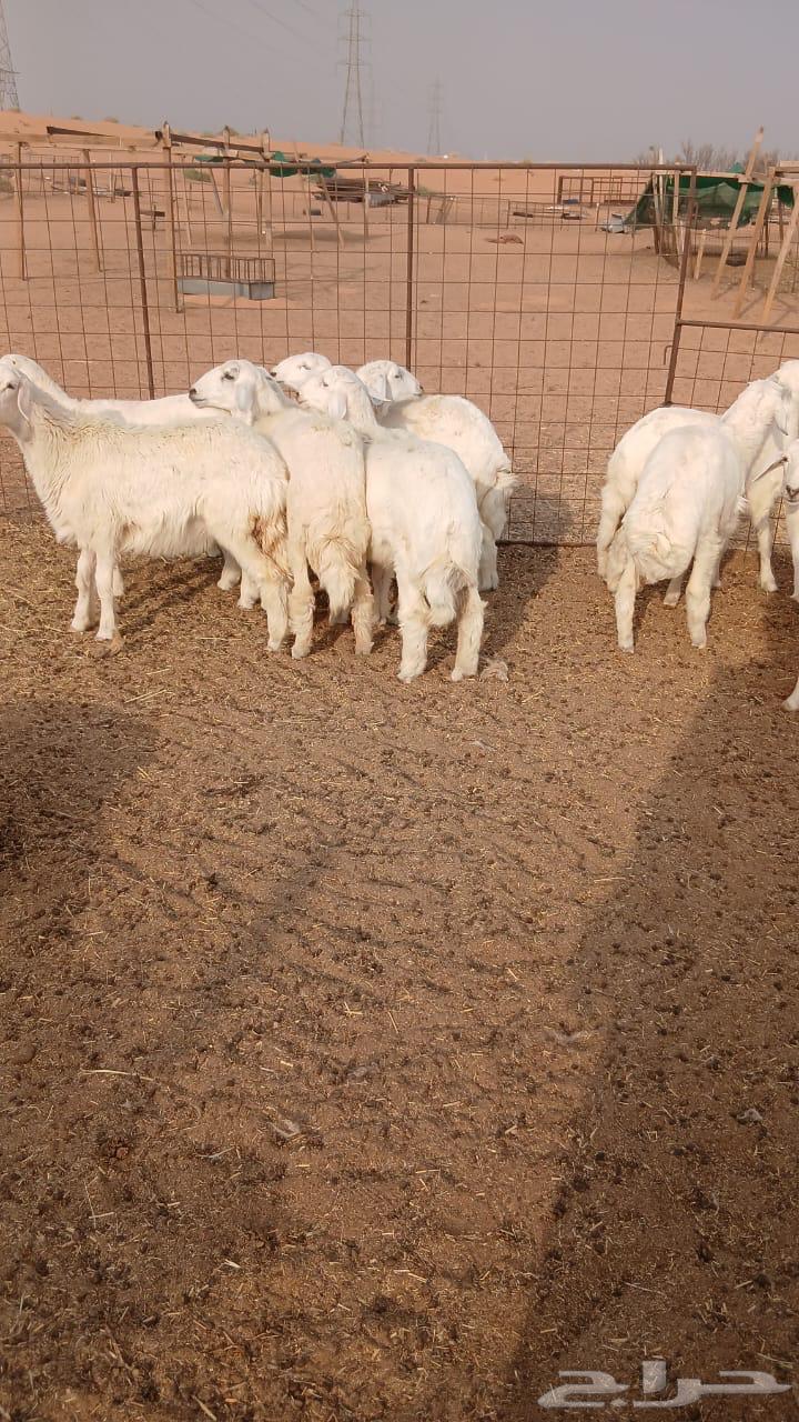 بهم حري64569644285442112