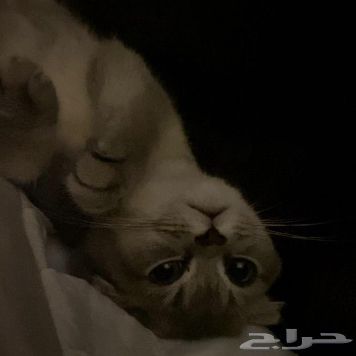 ذكر سكوتش فولد للبيع64565255835265110