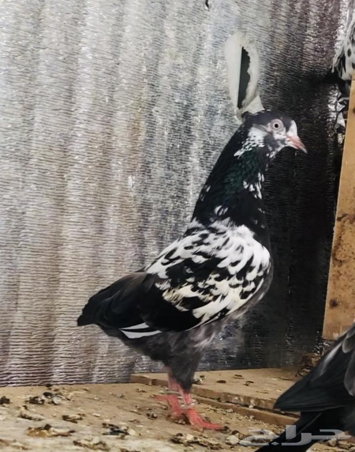 تم البيع أنثى تيدي شينا أساس منتجه64565633572098110