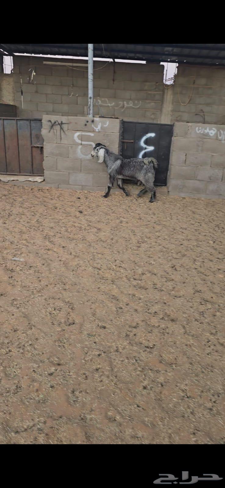 تيس طيب64569862147203110